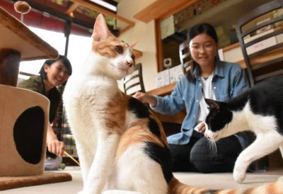 開店１０年 ２８３匹命つなぐ 保護猫カフェ デジタル夕刊 プレみや