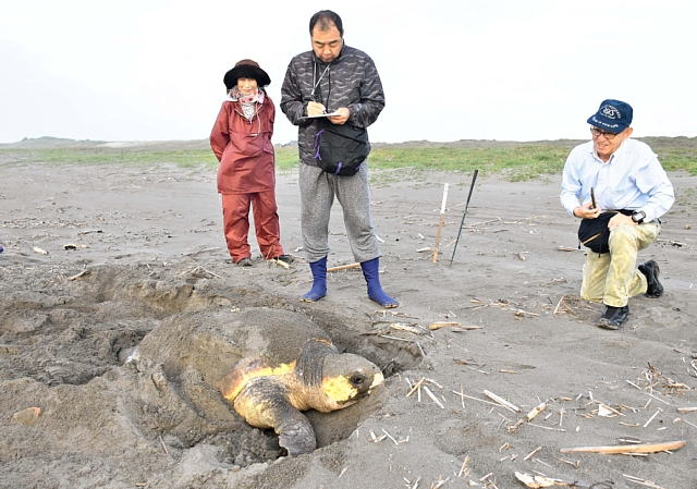 アカウミガメの産卵始まる 新富 富田浜 デジタル夕刊 プレみや