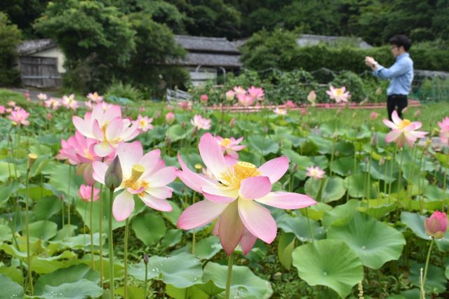 淡いピンク存在感抜群 日南でハスの花見頃 デジタル夕刊 プレみや