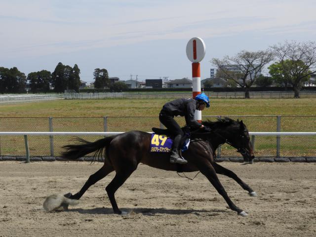 ヨカヨカ デビュー３連勝 宮崎育成牧場出身の九州産馬 デジタル夕刊 プレみや