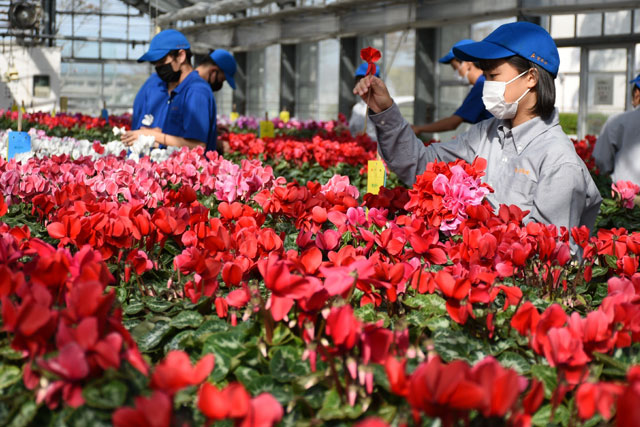 色とりどりの花咲かす 都城農業高でシクラメン満開 デジタル夕刊 プレみや