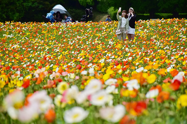 色鮮やかな花 一面に広がる 生駒高原でポピー見頃 デジタル夕刊 プレみや