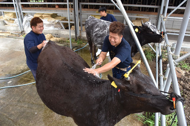 てっぺんへ宮崎牛 第２部 地域の宝 西都 児湯 デジタル夕刊 プレみや